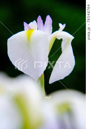 花菖蒲 76548764