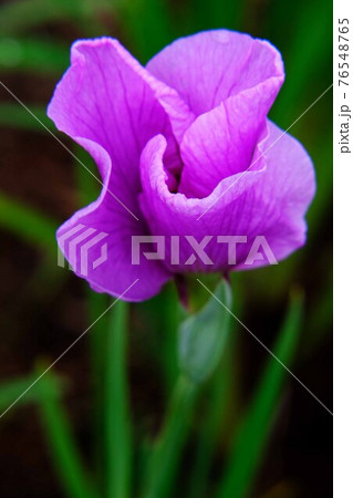 花菖蒲 76548765