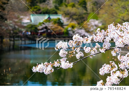 東京都 春の井の頭恩賜公園 桜と井の頭池 76548824
