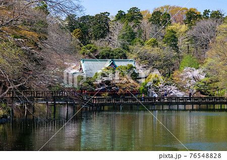 東京都 春の井の頭恩賜公園 井の頭弁財天 76548828