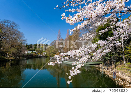 東京都 春の井の頭恩賜公園 桜と井の頭池 東京都 春の井の頭恩賜公園 桜と井の頭池 76548829
