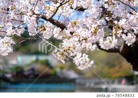 東京都 春の井の頭恩賜公園 桜と井の頭池の写真素材 7654