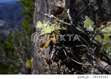 岩場を好んで咲くクリイム色のヒカゲツツジ  76549363