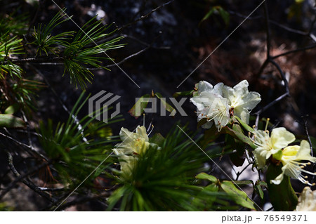 岩場を好んで咲くクリイム色のヒカゲツツジ 岩場を好んで咲くクリイム色のヒカゲツツジ 76549371