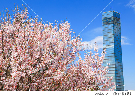 【千葉県】千葉ポートタワーと桜の青空風景 76549391