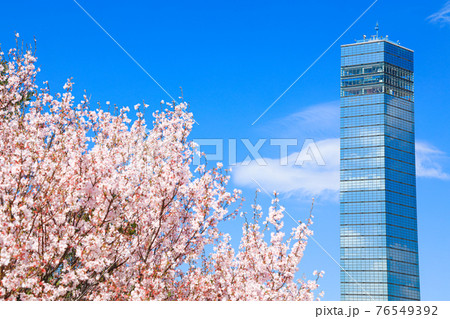 【千葉県】千葉ポートタワーと桜の青空風景 76549392