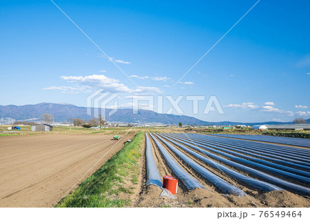 山形村の長いも畑 76549464