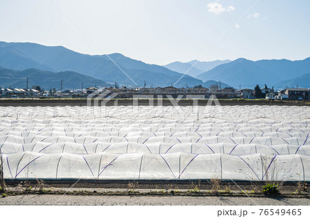 山形村の長いも畑 山形村の長いも畑 76549465