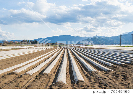 山形村の長いも畑 76549466