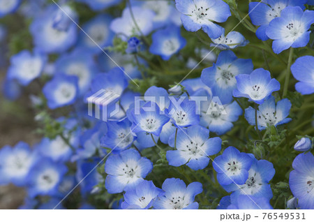 ネモフィラの青い花がさいています。学名はNemophilaです。 76549531