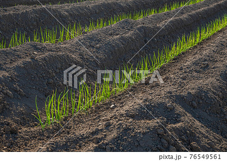 植えられたネギの苗 植えられたネギの苗 76549561