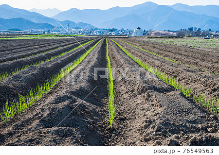 植えられたネギの苗 植えられたネギの苗 76549563