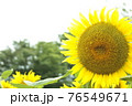 夏の日の向日葵畑の右寄り左向きのヒマワリ 76549671