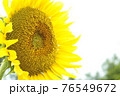 夏の日の向日葵畑の左寄り右向きのヒマワリ 76549672