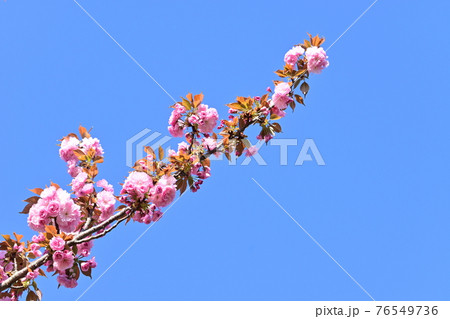 サトザクラの花と晴天 サトザクラの花と晴天 76549736