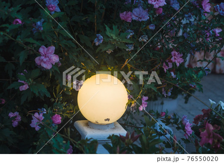 Yellow round night lantern in flower bush on dark background. Beautiful spring nature decoration. Lamplight in floral branches horizontal wallpaper. Evening outdoor colorful backdrop 76550020