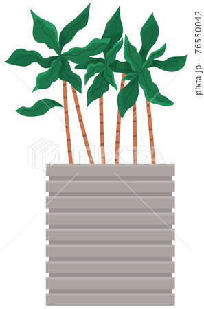 Decorative green plant with long leaves in ceramic pot, pot with houseplant. Home interior plant Decorative green plant with long leaves in ceramic pot, pot with houseplant. Home interior plant 76550042