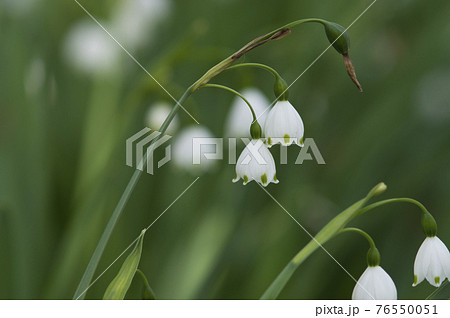 スノーフレークの花が咲いています。学名はLeucojum aestivumです。 スノーフレークの花が咲いています。学名はLeucojum aestivumです。 76550051