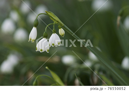 スノーフレークの花が咲いています。学名はLeucojum aestivumです。 76550052