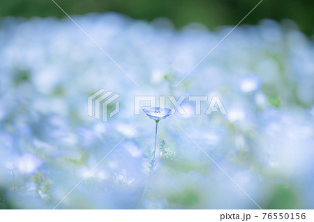 碧絨毯のなかのネモフィラ 碧絨毯のなかのネモフィラ 76550156
