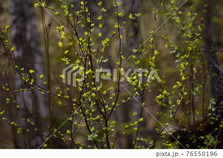 Young bright spring green leaves, natural background Young bright spring green leaves, natural background 76550196