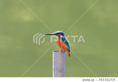 杭にとまる一羽のカワセミ 杭にとまる一羽のカワセミ 76550254
