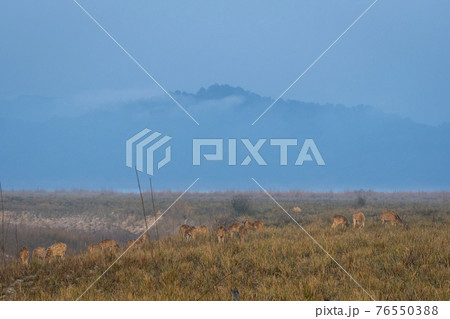 Spotted deer or Chital or Cheetal or axis axis herd grazing in grassland area in cold winter mist and haze at dhikala zone of jim corbett national park or tiger reserve uttarakhand India Spotted deer or Chital or Cheetal or axis axis herd grazing in grassland area in cold winter mist and haze at dhikala zone of jim corbett national park or tiger reserve uttarakhand India 76550388