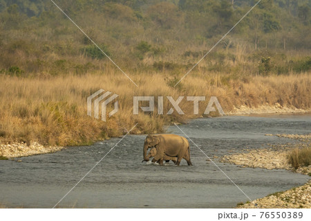 wild asian elephant mother with her calf crossing together beautiful ramganga river in scenic landscape background at dhikala of jim corbett national park uttarakhand india - Elephas maximus indicus wild asian elephant mother with her calf crossing together beautiful ramganga river in scenic landscape background at dhikala of jim corbett national park uttarakhand india - Elephas maximus indicus 76550389