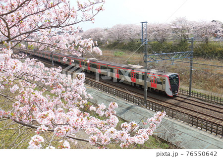 千葉県白井市付近北総線を通る都営地下鉄浅草線の新型車両5500形電車と満開のさくら 76550642
