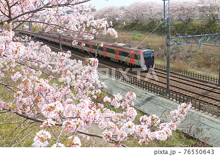 千葉県白井市付近北総線を通る都営地下鉄浅草線の新型車両5500形電車と満開のさくら 76550643