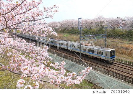 千葉県白井市付近北総線を通る北総鉄道の7500形電車と満開のさくら 76551040