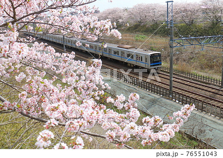 千葉県白井市付近北総線を通る北総鉄道の7500形電車と満開のさくら 76551043