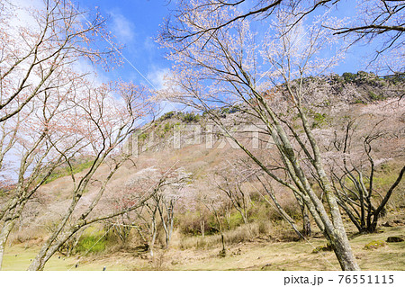 屏風岩 満開の桜 76551115