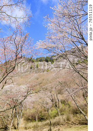 屏風岩 満開の桜 76551119