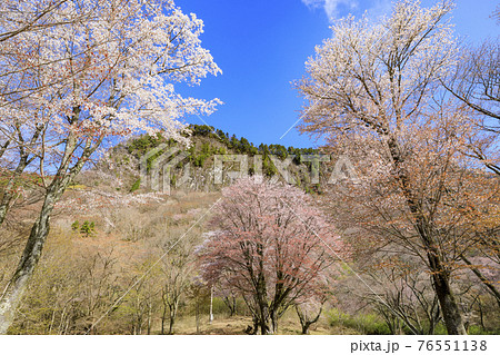 屏風岩 満開の桜 76551138