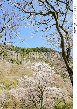 屏風岩 満開の桜 76551146