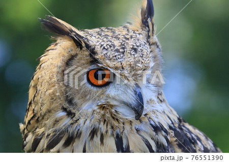 ベンガルワシミミズクの顔　鋭い目 76551390