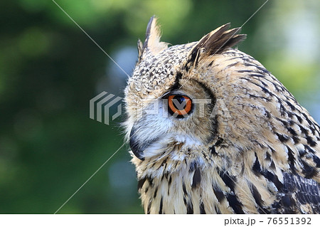 ベンガルワシミミズクの顔 鋭い目の写真素材