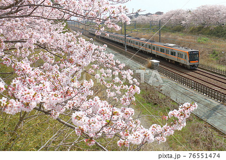 千葉県白井市付近北総線を通る京成電鉄3100形電車と満開のさくら 76551474