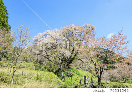 佛隆寺 千年桜 佛隆寺 千年桜 76551546