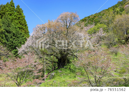 佛隆寺 千年桜 佛隆寺 千年桜 76551562