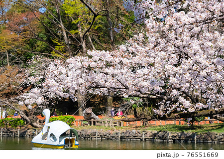 東京都 桜の咲く井の頭恩賜公園 井の頭池とボートの写真素材