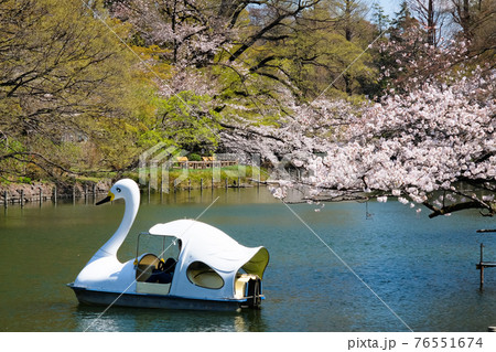 東京都 桜の咲く井の頭恩賜公園 井の頭池とボートの写真素材