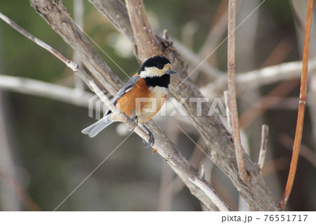 ヤマガラ やまがら 北海道野鳥 ヤマガラ やまがら 北海道野鳥 76551717