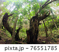 もののけの森　大きな株杉の木 76551785