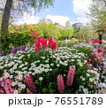 花壇の花　チューリップ 76551789