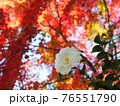 椿　サザンカの花　紅葉 76551790