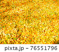 イチョウの葉　紅葉　落葉　葉っぱ 76551796