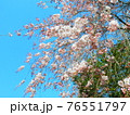 枝垂れ桜と青空 76551797