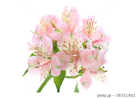 アルストロメリア 76551902